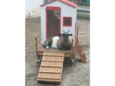 Holiday apartment Falkenstein - Ferienhof Neukirchinger - Outdoor photo 2