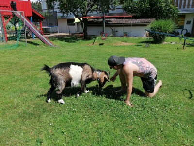 Holiday apartment Falkenstein - Ferienhof Neukirchinger - Outdoor photo 3