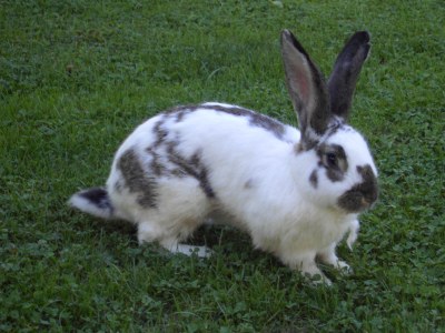 Holiday apartment Falkenstein - Ferienhof Neukirchinger - Environment photo 32