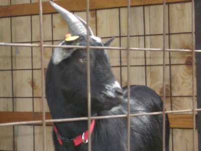 Holiday apartment Falkenstein - Ferienhof Neukirchinger - Environment photo 35