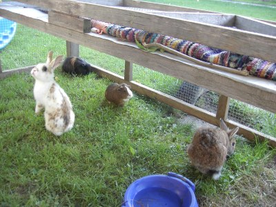 Holiday apartment Falkenstein - Ferienhof Neukirchinger - Environment photo 36