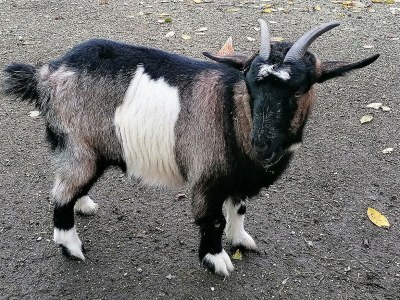 Holiday apartment Falkenstein - Ferienhof Neukirchinger - Environment photo 38