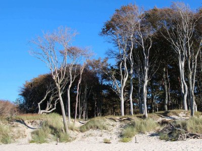 Holiday house Treibholz - Environment photo 13