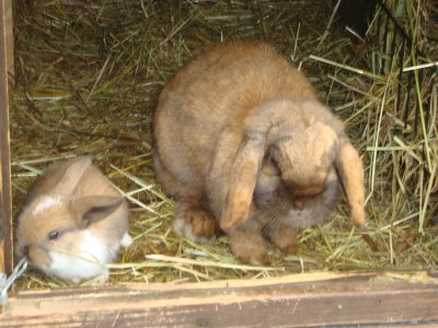 Farmhouse Winnewieser Hof - Outdoor photo 7