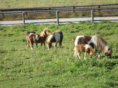 Farmhouse Winnewieser Hof - Outdoor photo 8