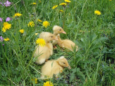 Farmhouse Winnewieser Hof - Environment photo 28