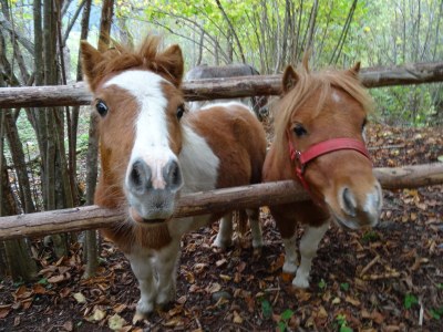 Farmhouse Winnewieser Hof - Environment photo 30