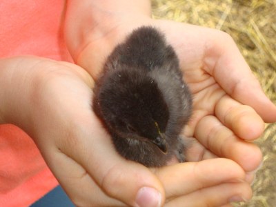 Farmhouse Winnewieser Hof - Environment photo 31