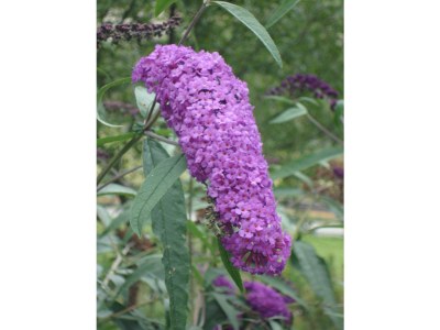 Farmhouse Winnewieser Hof - Document photo 39