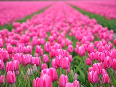 Holiday apartment "Natuurlijk" 6P - Environment photo 14