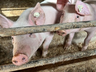 Holiday apartment Wohnung "Schwalbenflug" - Outdoor photo 8