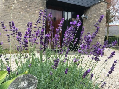 Bungalow De Schelp 7 - Outdoor photo 8