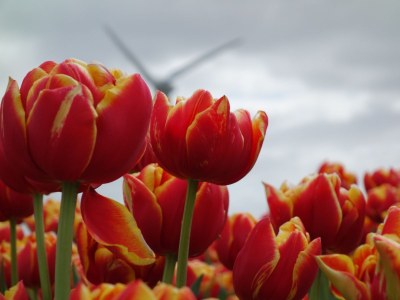 Bungalow De Schelp 7 - Environment photo 27