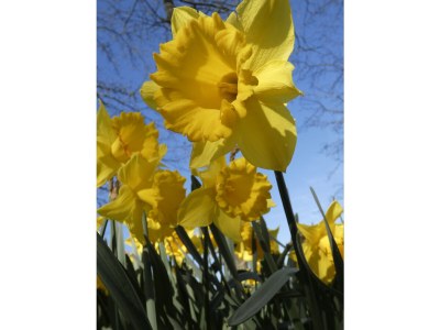 Bungalow De Schelp 7 - Environment photo 29