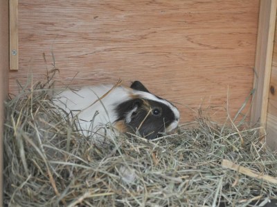 Farmhouse Aparment mit privatem Whirlpool - Environment photo 23