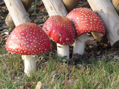 Holiday apartment Grote - Outdoor photo 10