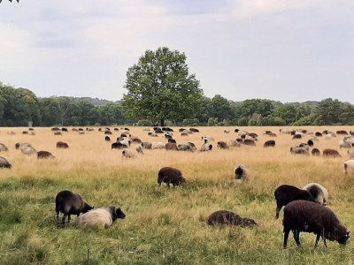 Holiday apartment Grote - Environment photo 23