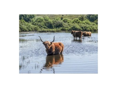 Holiday apartment Egmond aan Zee - Environment photo 18