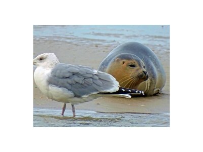 Holiday apartment Egmond aan Zee - Environment photo 23