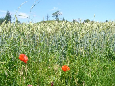 Holiday apartment House Bross - Environment photo 26