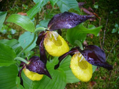 Holiday apartment House Bross - Environment photo 29