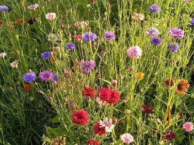 Holiday house Tiny Home in Oirschot next to forest - Outdoor photo 23