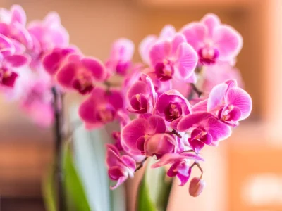 Holiday apartment in the wood house "Heimat" - Features photo 12