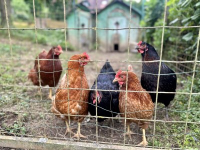 Holiday apartment "Mittel" in House Petritz - Environment photo 33