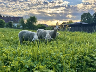 Holiday apartment "Mittel" in House Petritz - Environment photo 34
