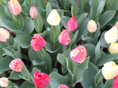 Villa Ideaal - Environment photo 22