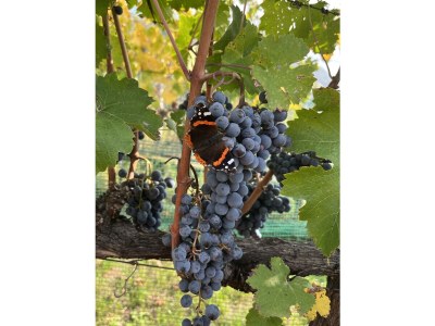 Holiday apartment Haus Weinmesser - Environment photo 14