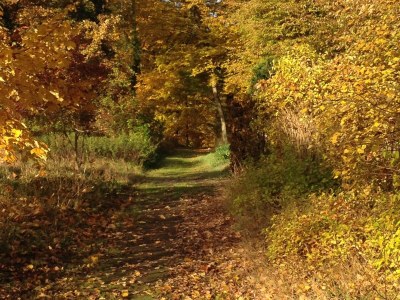 Holiday house Försterhaus am Linowsee - Outdoor photo 11