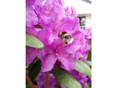 Holiday apartment Landhaus Saentisweg - "Hochgrat" - Outdoor photo 10