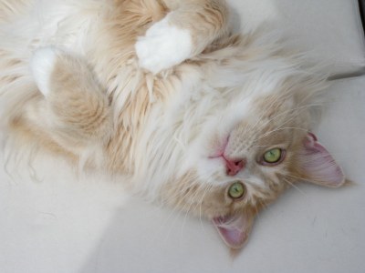 Holiday apartment Landhaus Saentisweg - "Hochgrat" - Environment photo 28