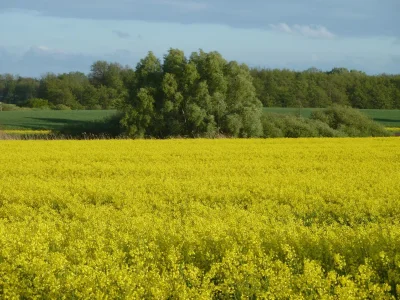 Holiday apartment Wittow in the Wiek holiday house. - Environment photo 18