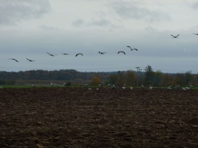 Holiday apartment Wittow in the Wiek holiday house. - Environment photo 20