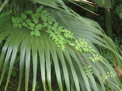 Holiday house Oficina - Environment photo 22