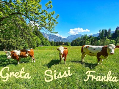 Holiday apartment Attersee - Outdoor photo 9