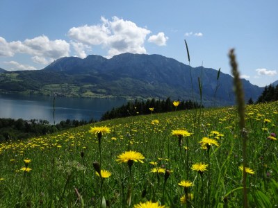 Holiday apartment Attersee - Environment photo 39