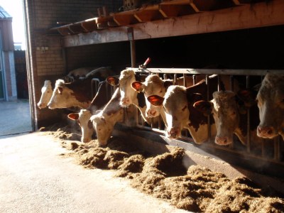 Holiday apartment Bogaards 2 - Outdoor photo 2