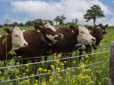 Holiday apartment Bogaards 2 - Outdoor photo 10