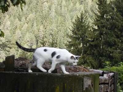 Holiday apartment Gedrarzerhof "Waldmelodie" - Environment photo 14