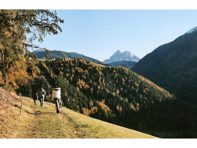 Holiday apartment Gedrarzerhof "Waldmelodie" - Environment photo 15