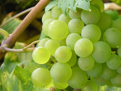 Holiday apartment Sachon - Environment photo 17