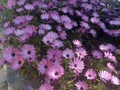 Apartment Two-bedroom Apartment With Sea View (A1) - Outdoor photo 6
