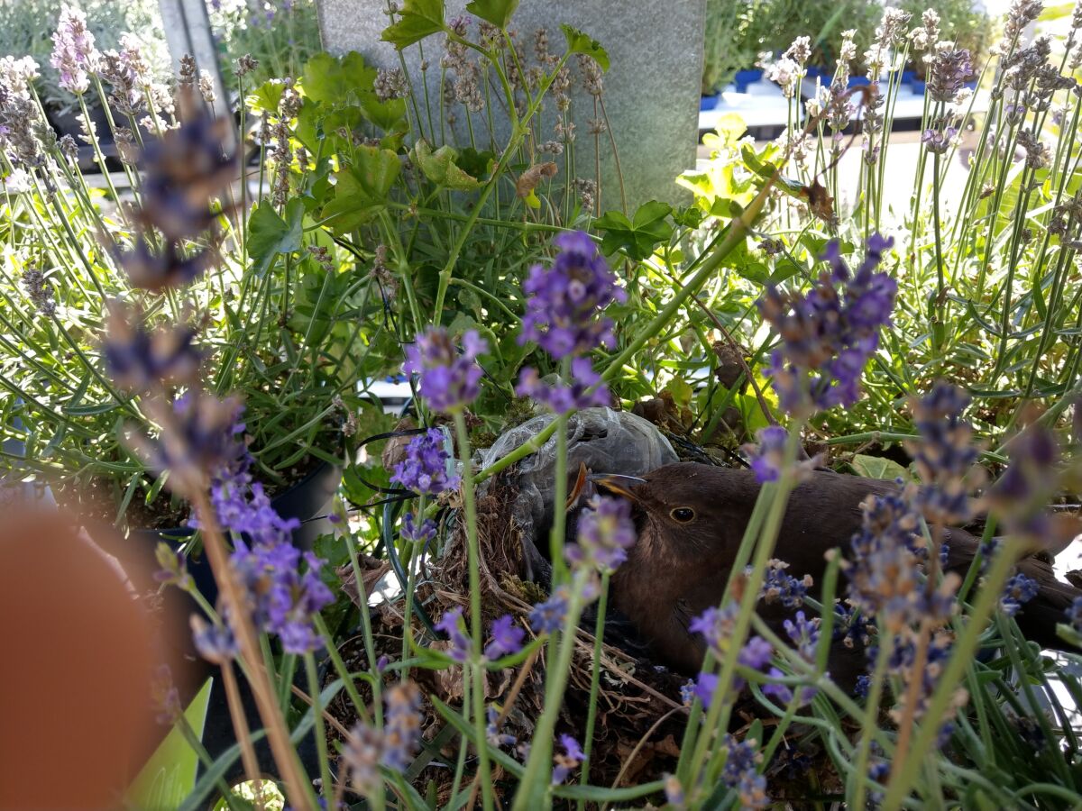 Holiday apartment Emma - Outdoor photo 3