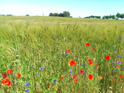 Holiday apartment Emma - Environment photo 20