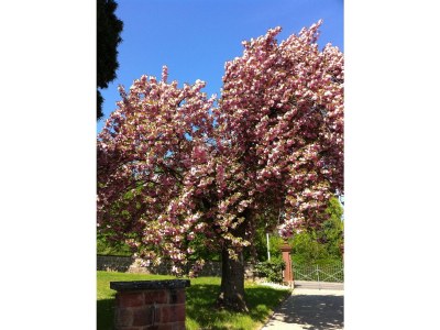 Holiday apartment Ferienwohnung Grün - Environment photo 13