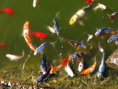 Holiday apartment Ferienwohnung Grün - Environment photo 15