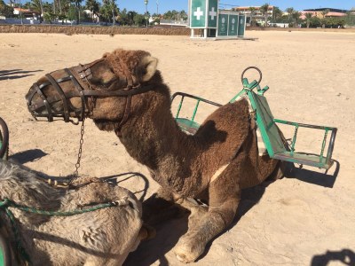 Bungalow Castillo Moreno - Environment photo 10